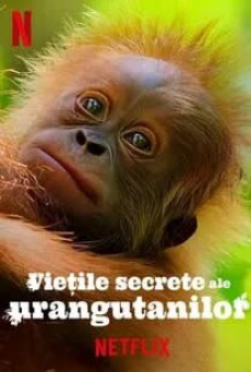 Secret Lives of Orangutans (2024)